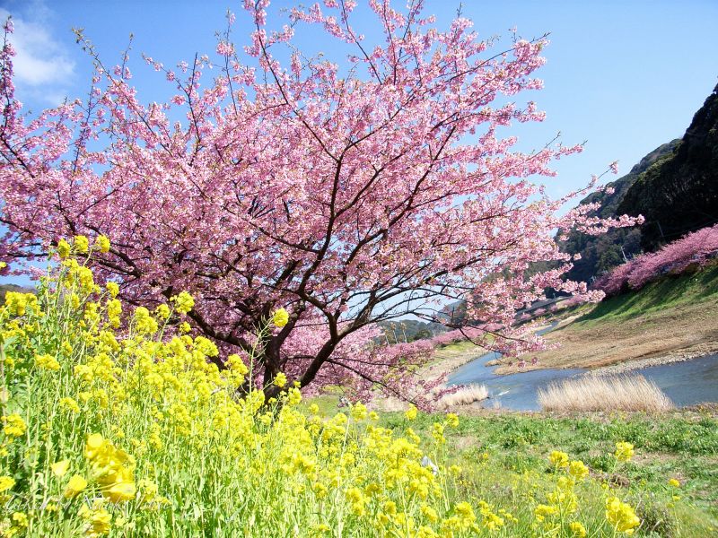 Kawazu Sakura